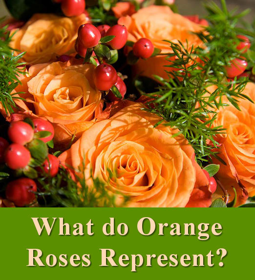 What do orange roses represent?