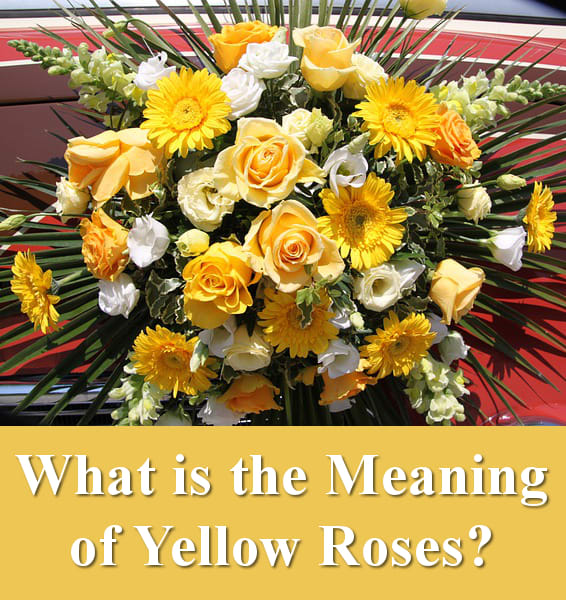 What is the meaning of yellow roses?