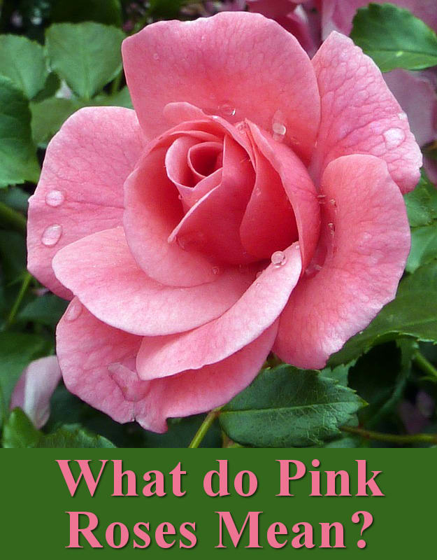 What do pink roses mean?