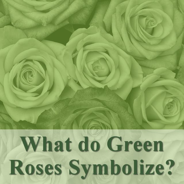 all-the-different-colors-of-roses-and-their-meanings-hubpages