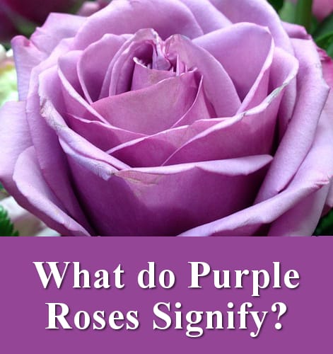 What do purple rose flowers signify?