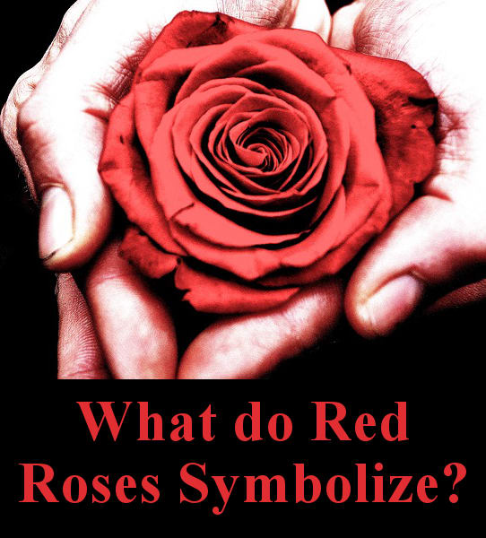 What do red roses symbolize?