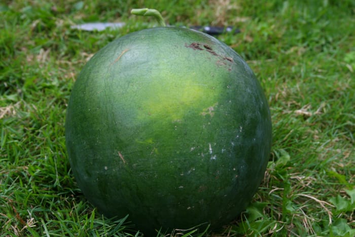 The yellow patch may be hard to see on a Sugar Baby watermelon. This ripe watermelon has a subtle yellow patch on the underbelly.