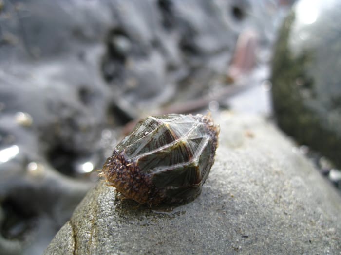 Unidentified Chiton - You can really see in this image why the chiton reminds me of a pill bug, or woodlouse.