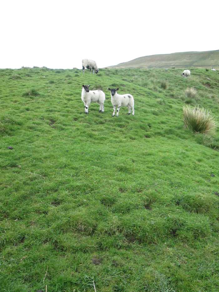 Interested parties look on as an unknown photographer (me) snaps them before they chase away back to Mum