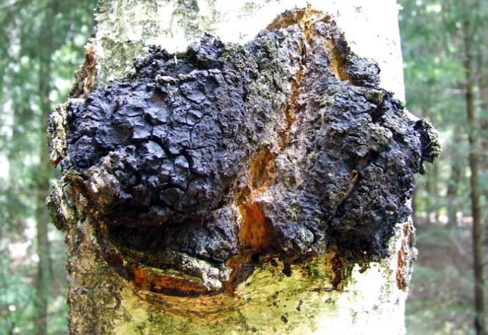 A picture of a chaga mushroom growing in the wild. The image is available under the creative commons license: http://creativecommons.org/licenses/by-sa/3.0/deed.en