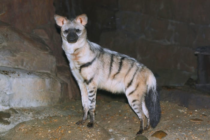 An aardwolf at the Cincinnati Zoo