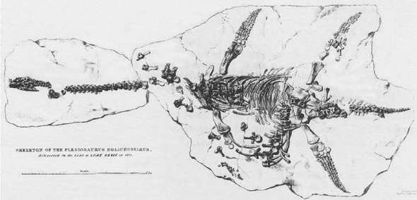 Lithograph of Plesiosaurus dolichodeirus skeleton found by Mary Anning in 1823, published in 1824