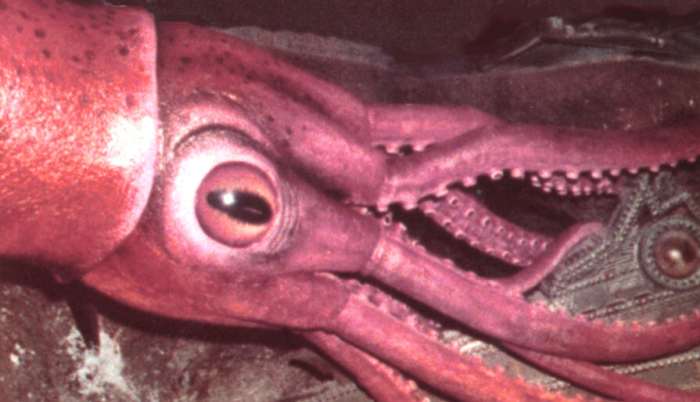 The Giant Squid from the long-gone ride at Walt Disney World attacks a hapless submarine. There's a lot more info on this attraction at www.20kride.com