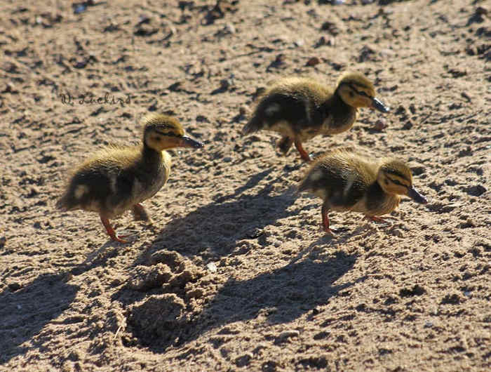 OK, these weren't hatched in 2016, but they are the first ducklings after the last breeding season ended. These ducklings were actually hatched around Christmas, 2015. Unfortunately, they were all eaten by gulls before they were 10 days old.