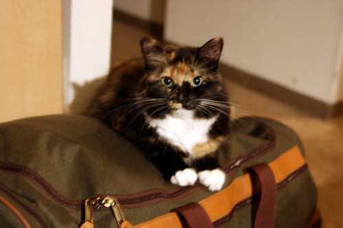 Don't forget to get someone to care for your pet, stop any newspaper delivery etc.