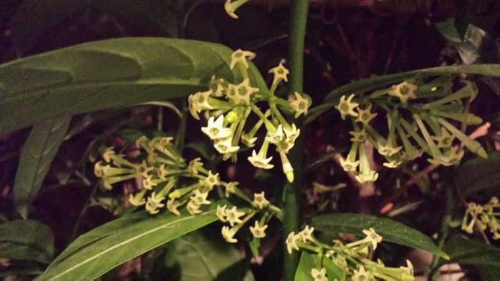 The strange plant the datu had taken care of prospered into a shrub and developed flowers with sweet fragrance that can only be smelled at night.