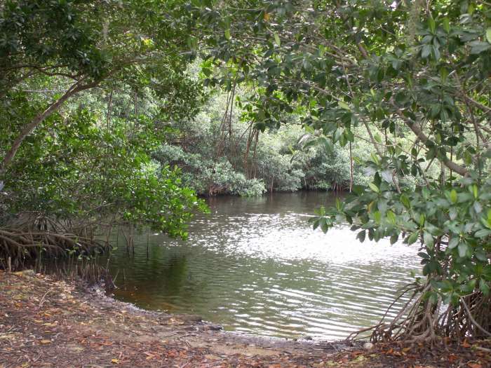 Mangrove trees bordering a tidal estuary in Everglades National Park