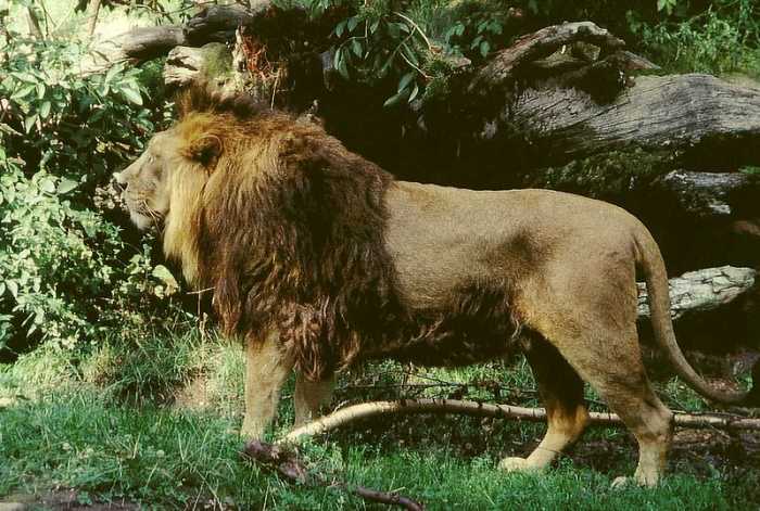 The male Asiatic lion is slightly smaller than its African cousin. It's also generally shaggier, but possesses a much smaller mane.