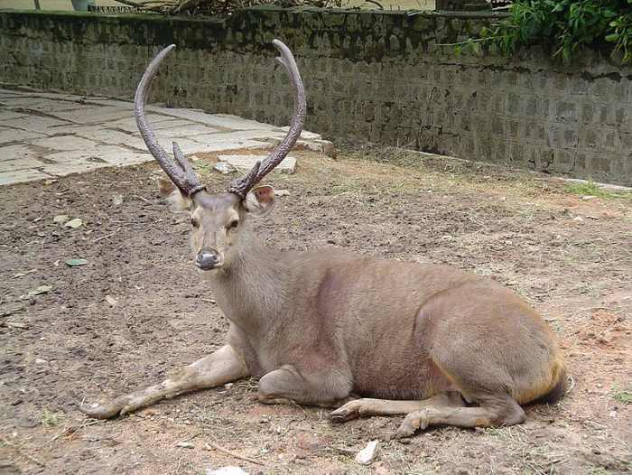 A Sambar deer stag. These deer are also a top prey item of India's other symbolic cat, the tiger.