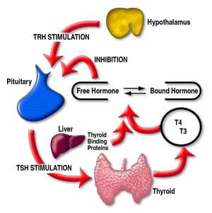 The Pituitary Gland produces a Thyroid Stimulating hormone in response to how much active Thyroxine in running in our blood. This in turn switches the thyroid gland on and off to produce appropriate amounts of Thyroxine. Dietary Iodine is essential.