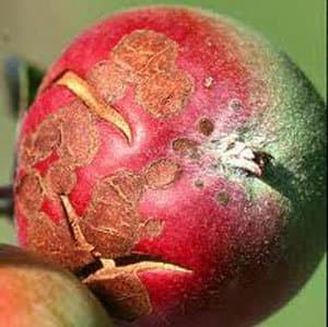 Apples are my favorite fruit so it breaks my heart to see any of them ruined. This "WAS" going to be a healthy snack but now it's garbage.