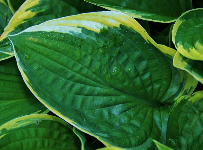This hosta's leaves are rimmed in lime green. Like all herbaceous perennials, hosta die down in winter and come back up in spring.
