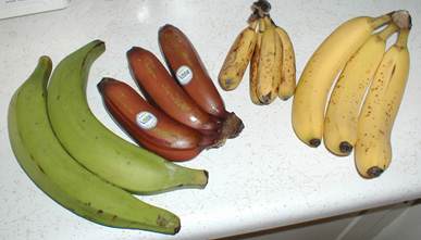 Difference between plantain and banana - from left to right: Plantain, Red Banana, Apple Banana, and Cavendish Banana. Image Credit: Timothy Pilgrim via Wikimedia Commons