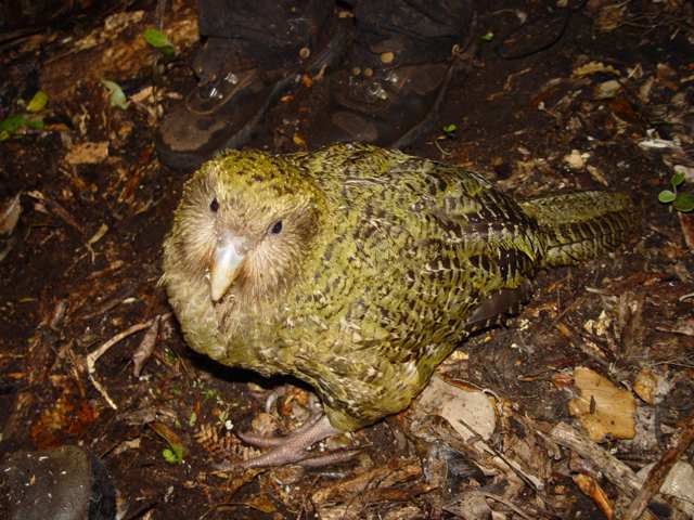 The Kakapo- a giant flightless parrot now extinct on the mainland, surviving only on Codfish Island.