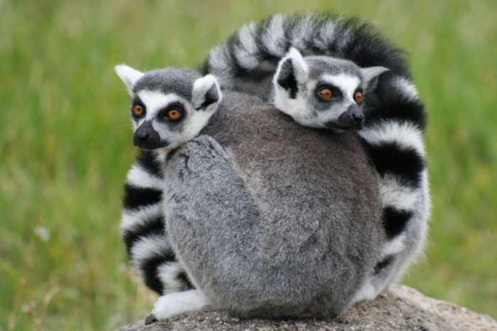 The ring tailed lemur is one of the most instantly recognisble of all the lemur family.