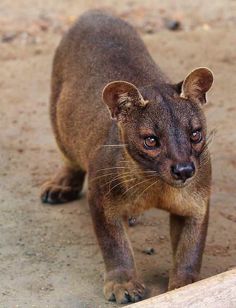The fossa is a mongoose built like a cat with the face of a dog, and feet like an otter.