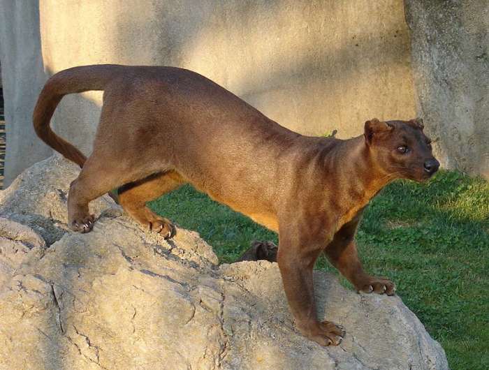 The fossa is known as a cathmeral animal, in other words it can be active both during the day and night.