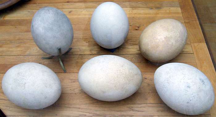 The elephant bird laid the largest eggs of any known animal, they were the size of basketballs.