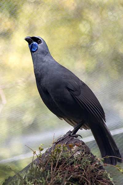 The Kokako belongs to the Callaeidae family which is totally endemic to New Zealand.