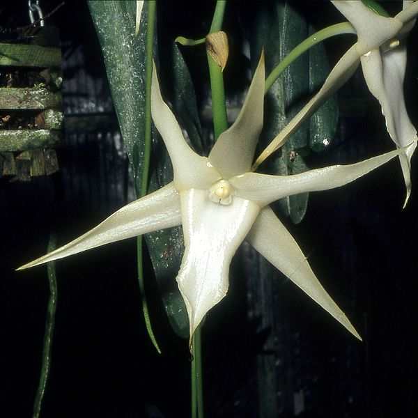 The comet orchid has very long spurs that are pollinated by a hawk-moth with an equally long proboscis.