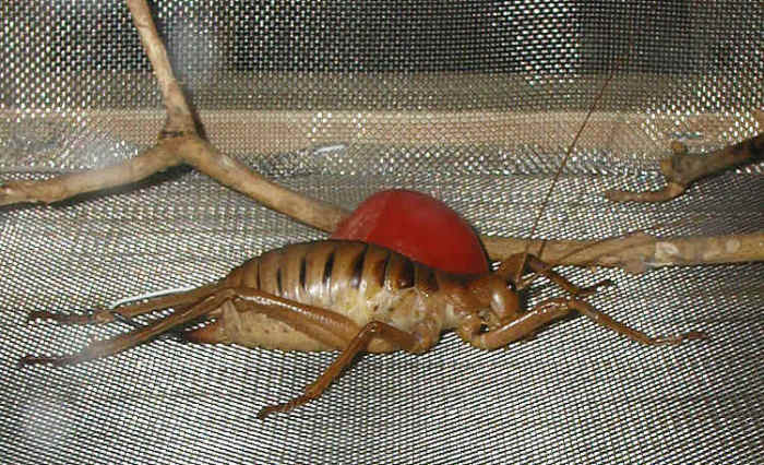 The giant weta is a giant flightless cricket that often falls prey to the tuatara. Like the tuatara, it's changed little in hundreds of millions of years.