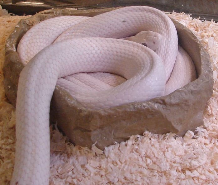 Albino western rat snake at the Reptile Zoo east of Monroe, Washington, Photo by Jamidwyer, Public Domain.