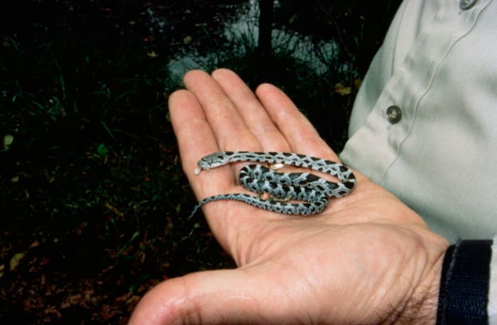 A baby western rat snake. United States Fish and Wildlife Service (copyright holder), This work is licensed under a Creative Commons: Public Domain License.