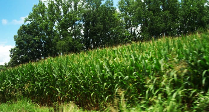 Corn fields. Look at all this valuable silk that goes to waste that could be doing so much good!