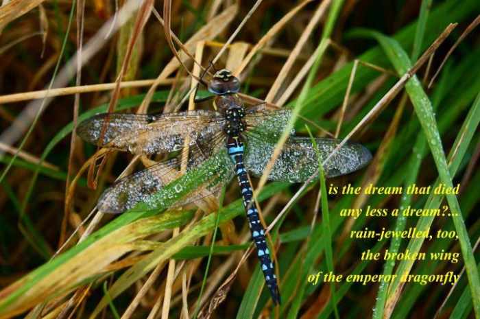 From Claire's blog: "Image by Tony Everett, tanka by Claire. (Husband and wife’s first haiga!)"