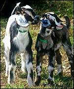 These goats may look like any other goat but when they grow up they'll be used to produce spider silk.