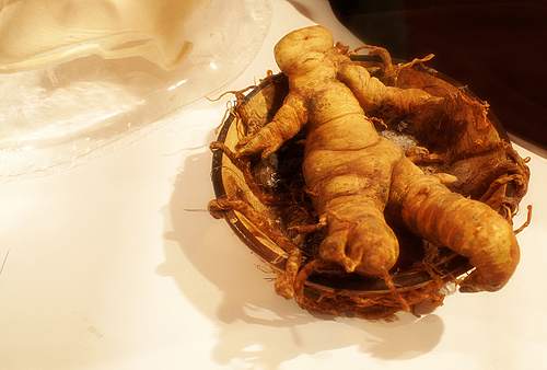 If ever you convince someone to try to create a homunculus don't forget to slip a human-like mandrake root in the jar. It'll really scare the piss out of them when they see it!