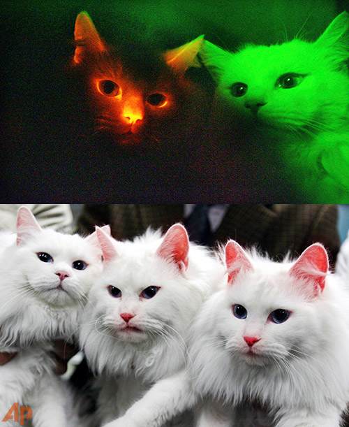 The bottom photo shows glowing cats in normal daylight conditions, the top photo shows what they look like in the dark.