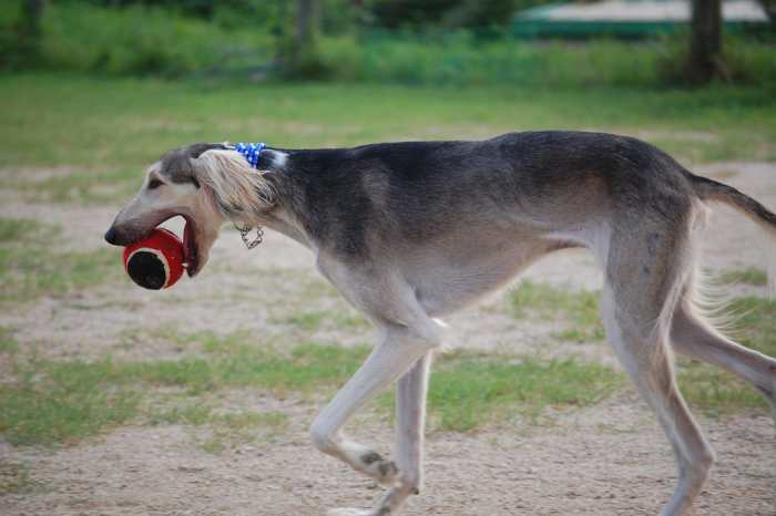 ancient-egyptian-dog-breed-saluki