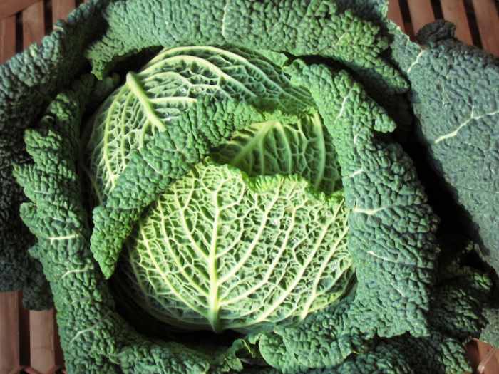 The green juice that comes from cabbage is quite peppery - not very tasty to be honest!