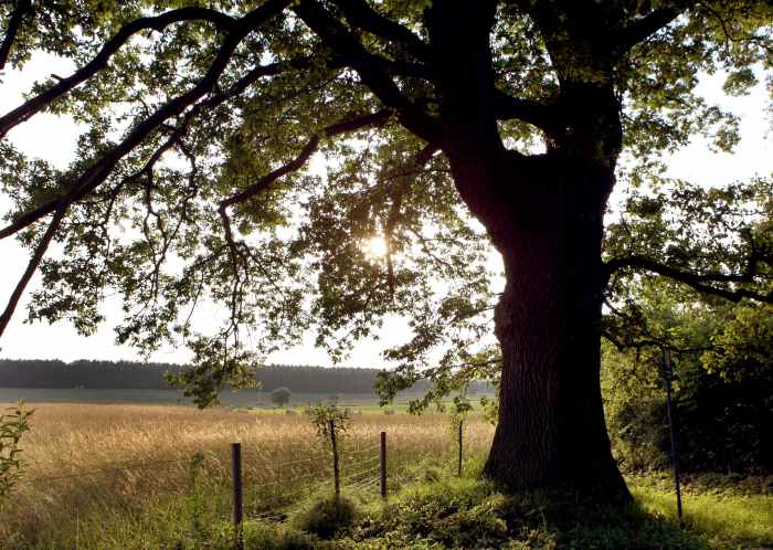 A dermatologist can test for rosin allergy while an allergist can skin prick test for soy allergy and tree pollen allergies.