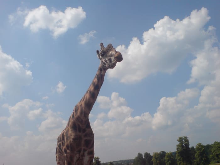 A long-necked giraffe at Safari Park and Zoo in Kidderminister, UK. (Taken on the 26/10/2010)
