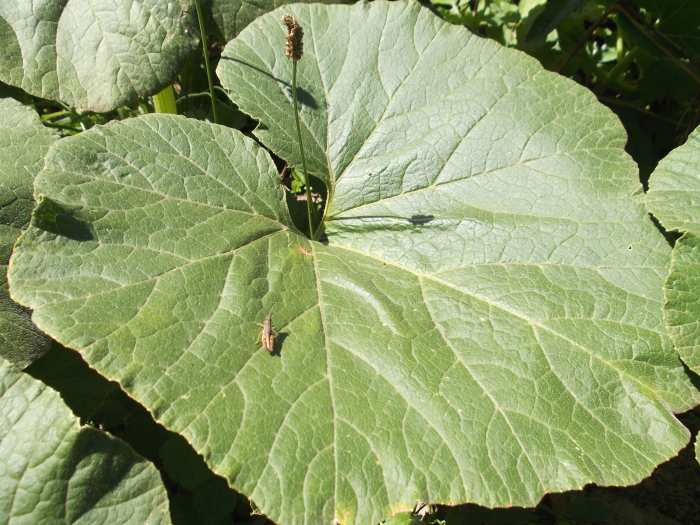 Compare the size of the grasshopper to the size of the pumpkin leaf.