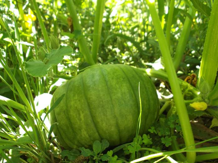 Organic gardening offers a different perspective on weeds. Ask yourself how, when, and why you need to remove weeds. You'll discover the answer is not 'all the time'. Pumpkins grow larger than most weeds. This one shelters beneath its own leaves.