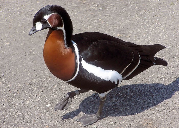 Red Breasted Goose - Branta ruficollis