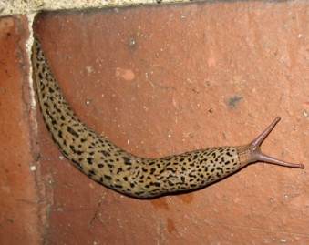 This slimy yet beautifully patterned slug is the Leopard slug or "King Slug" (Limax Maximus), and true to it's name it is a 'predatory' slug that is out to eat other slugs.