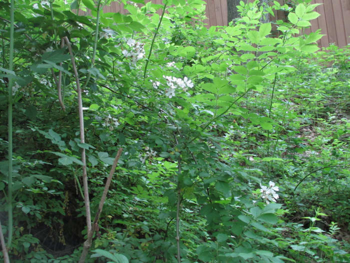 My Wild Climbing Rose Bush provides sweet fragrance, and lots of tangles to thwart predators. In the fall it has loads of rose hips. Cardinals regularly nest here, as well as titmice.