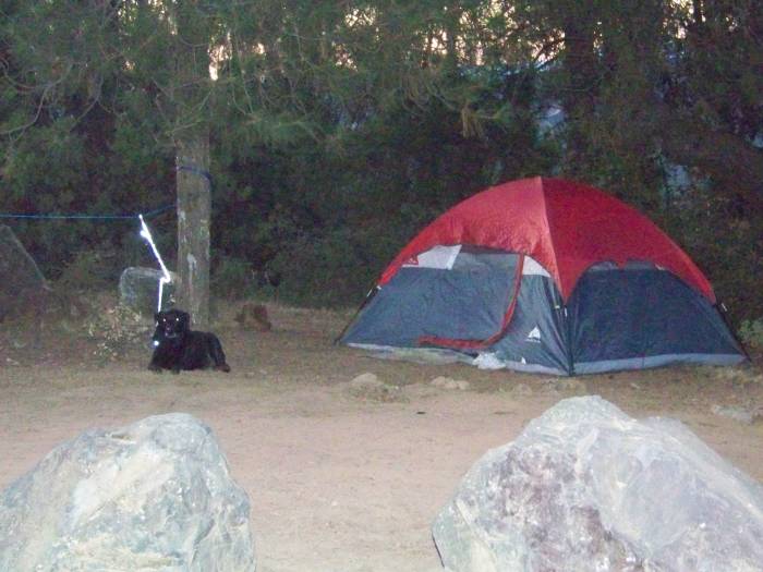 Pets area allowed on leash - for their protection as well as for the protection of other campers. Predators on Cow Mountain include mountain lions and rattlesnakes. Both can kill dogs.