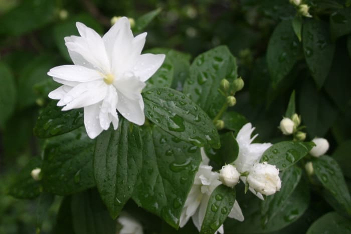Although it's usually a no-no because it encourages fungus, wetting leaves as well as the ground is a good idea when it's super hot outside. Picture: mock orange after a good soaking.
