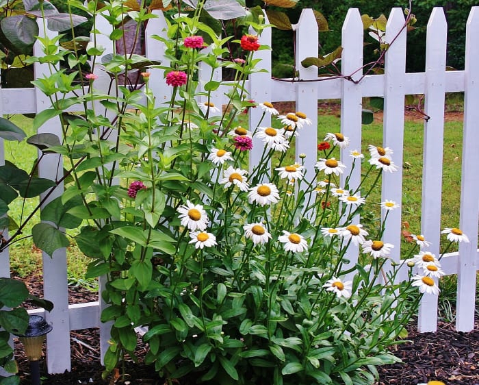 A clump of Shasta daisies alongside zinnia and hyacinth bean vine one day after a nasty week of over-the-top hot weather. No wilting now, but boy were they wilted earlier!